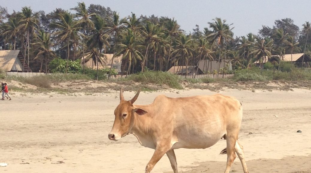Корова на пляже
